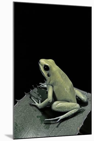 Phyllobates Terribilis F. Mint (Golden Poison Frog)-Paul Starosta-Mounted Photographic Print