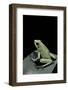 Phyllobates Terribilis F. Mint (Golden Poison Frog)-Paul Starosta-Framed Photographic Print