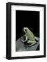 Phyllobates Terribilis F. Mint (Golden Poison Frog)-Paul Starosta-Framed Photographic Print