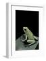 Phyllobates Terribilis F. Mint (Golden Poison Frog)-Paul Starosta-Framed Photographic Print