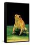 Phyllobates Terribilis (Golden Poison Frog)-Paul Starosta-Framed Stretched Canvas
