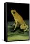 Phyllobates Terribilis (Golden Poison Frog)-Paul Starosta-Framed Stretched Canvas