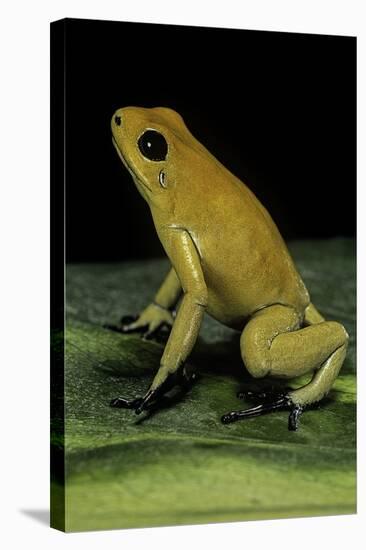 Phyllobates Terribilis (Golden Poison Frog)-Paul Starosta-Stretched Canvas