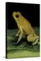 Phyllobates Terribilis (Golden Poison Frog)-Paul Starosta-Stretched Canvas