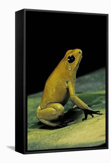 Phyllobates Terribilis (Golden Poison Frog)-Paul Starosta-Framed Stretched Canvas