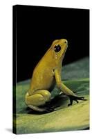 Phyllobates Terribilis (Golden Poison Frog)-Paul Starosta-Stretched Canvas