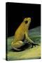 Phyllobates Terribilis (Golden Poison Frog)-Paul Starosta-Stretched Canvas