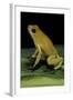 Phyllobates Terribilis (Golden Poison Frog)-Paul Starosta-Framed Photographic Print