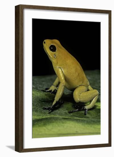 Phyllobates Terribilis (Golden Poison Frog)-Paul Starosta-Framed Photographic Print