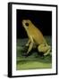 Phyllobates Terribilis (Golden Poison Frog)-Paul Starosta-Framed Photographic Print