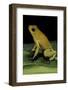 Phyllobates Terribilis (Golden Poison Frog)-Paul Starosta-Framed Photographic Print