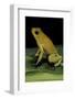 Phyllobates Terribilis (Golden Poison Frog)-Paul Starosta-Framed Photographic Print