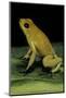 Phyllobates Terribilis (Golden Poison Frog)-Paul Starosta-Mounted Photographic Print