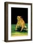 Phyllobates Terribilis (Golden Poison Frog)-Paul Starosta-Framed Photographic Print