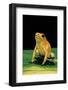 Phyllobates Terribilis (Golden Poison Frog)-Paul Starosta-Framed Photographic Print