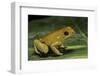 Phyllobates Terribilis (Golden Poison Frog)-Paul Starosta-Framed Photographic Print