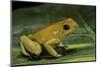 Phyllobates Terribilis (Golden Poison Frog)-Paul Starosta-Mounted Photographic Print