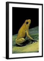 Phyllobates Terribilis (Golden Poison Frog)-Paul Starosta-Framed Photographic Print