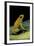 Phyllobates Terribilis (Golden Poison Frog)-Paul Starosta-Framed Photographic Print