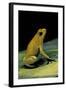 Phyllobates Terribilis (Golden Poison Frog)-Paul Starosta-Framed Photographic Print