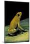 Phyllobates Terribilis (Golden Poison Frog)-Paul Starosta-Mounted Photographic Print