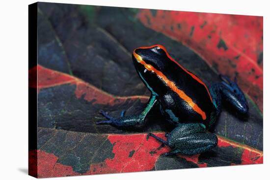 Phyllobates Vittatus (Golfodulcean Poison Frog)-Paul Starosta-Stretched Canvas