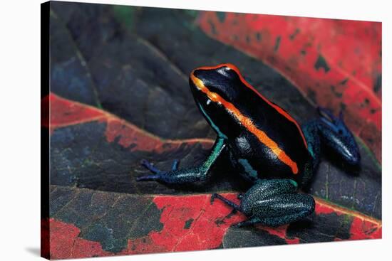 Phyllobates Vittatus (Golfodulcean Poison Frog)-Paul Starosta-Stretched Canvas