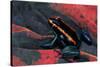 Phyllobates Vittatus (Golfodulcean Poison Frog)-Paul Starosta-Stretched Canvas