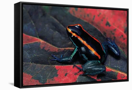 Phyllobates Vittatus (Golfodulcean Poison Frog)-Paul Starosta-Framed Stretched Canvas