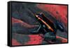 Phyllobates Vittatus (Golfodulcean Poison Frog)-Paul Starosta-Framed Stretched Canvas