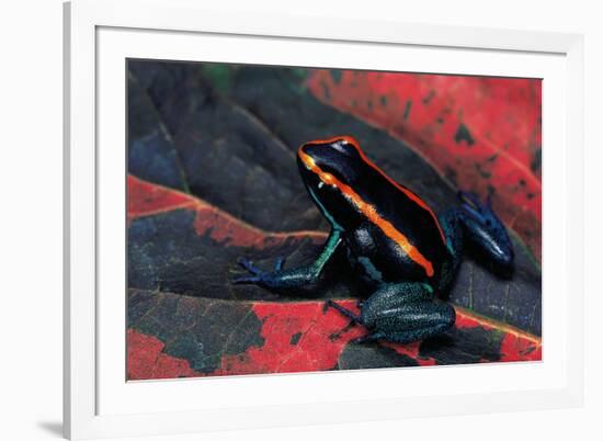 Phyllobates Vittatus (Golfodulcean Poison Frog)-Paul Starosta-Framed Photographic Print