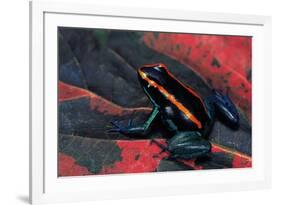 Phyllobates Vittatus (Golfodulcean Poison Frog)-Paul Starosta-Framed Photographic Print