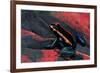 Phyllobates Vittatus (Golfodulcean Poison Frog)-Paul Starosta-Framed Photographic Print