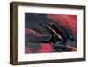 Phyllobates Vittatus (Golfodulcean Poison Frog)-Paul Starosta-Framed Photographic Print