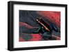 Phyllobates Vittatus (Golfodulcean Poison Frog)-Paul Starosta-Framed Photographic Print