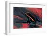 Phyllobates Vittatus (Golfodulcean Poison Frog)-Paul Starosta-Framed Photographic Print