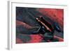 Phyllobates Vittatus (Golfodulcean Poison Frog)-Paul Starosta-Framed Photographic Print