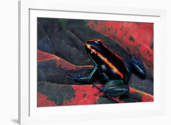 Phyllobates Vittatus (Golfodulcean Poison Frog)-Paul Starosta-Framed Photographic Print