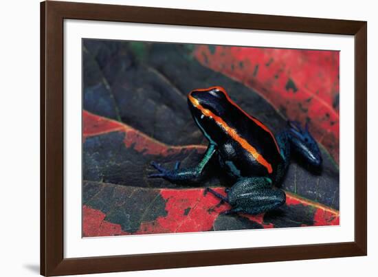 Phyllobates Vittatus (Golfodulcean Poison Frog)-Paul Starosta-Framed Photographic Print