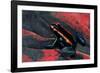 Phyllobates Vittatus (Golfodulcean Poison Frog)-Paul Starosta-Framed Photographic Print