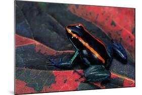 Phyllobates Vittatus (Golfodulcean Poison Frog)-Paul Starosta-Mounted Photographic Print