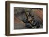 Phyllobates Vittatus (Golfodulcean Poison Frog)-Paul Starosta-Framed Photographic Print