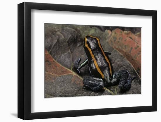 Phyllobates Vittatus (Golfodulcean Poison Frog)-Paul Starosta-Framed Photographic Print