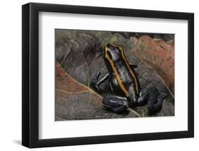 Phyllobates Vittatus (Golfodulcean Poison Frog)-Paul Starosta-Framed Photographic Print