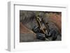 Phyllobates Vittatus (Golfodulcean Poison Frog)-Paul Starosta-Framed Photographic Print