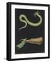 Phyllodoce Viridis-Philip Henry Gosse-Framed Giclee Print