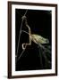 Phyllomedusa Hypochondrialis Azurea (Northern Orange-Legged Leaf Frog)-Paul Starosta-Framed Premium Photographic Print