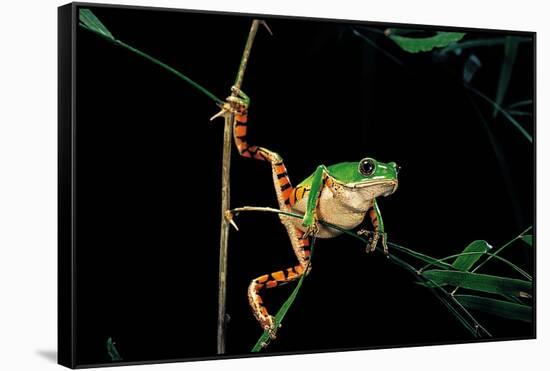 Phyllomedusa Hypochondrialis Azurea (Northern Orange-Legged Leaf Frog)-Paul Starosta-Framed Stretched Canvas