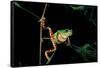 Phyllomedusa Hypochondrialis Azurea (Northern Orange-Legged Leaf Frog)-Paul Starosta-Framed Stretched Canvas