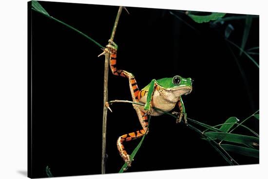 Phyllomedusa Hypochondrialis Azurea (Northern Orange-Legged Leaf Frog)-Paul Starosta-Stretched Canvas